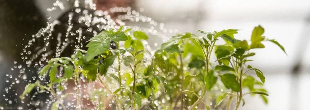 Watering seedlings