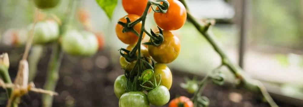 Tomatoes growing in a greenhouse