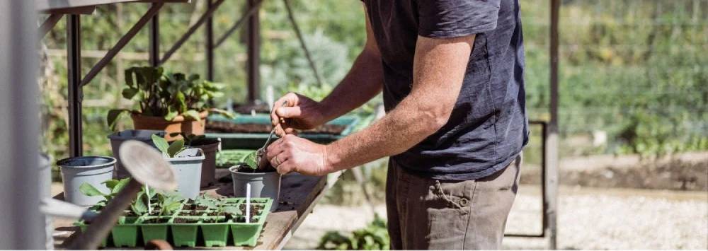 Man potting up plants in his greenhouse