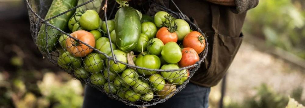 Metal basket full of freshly picked vegetables