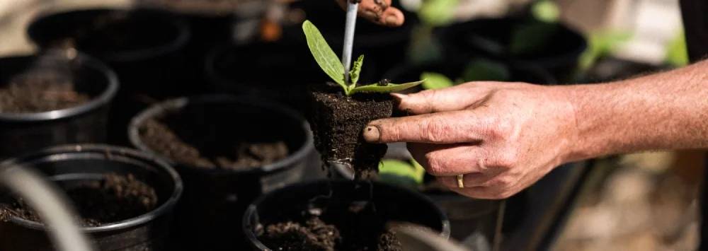 Moving plants into new pots