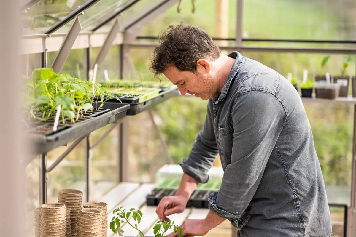 Gill Planting in his greenhouse