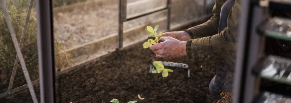 Planting into soil inside a Rhino greenhouse