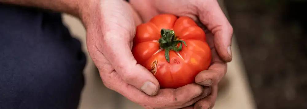 man holding a tomato