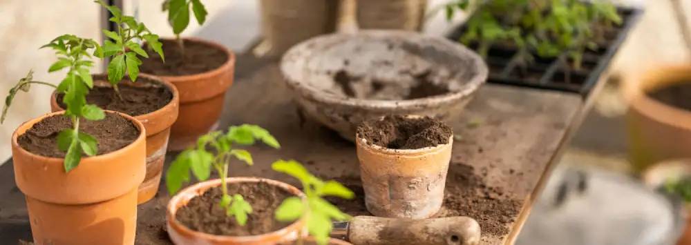 Freshly re-potted plants