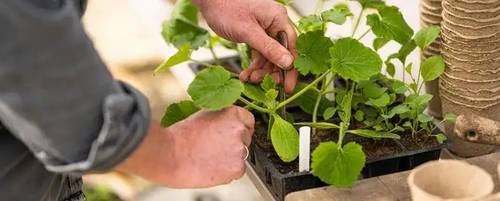 Looking after your seedlings