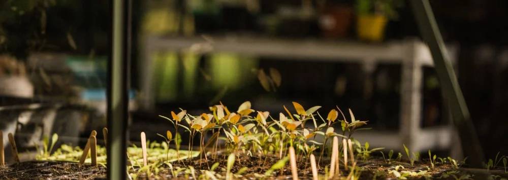 Seedlings growing inside a greenhouse