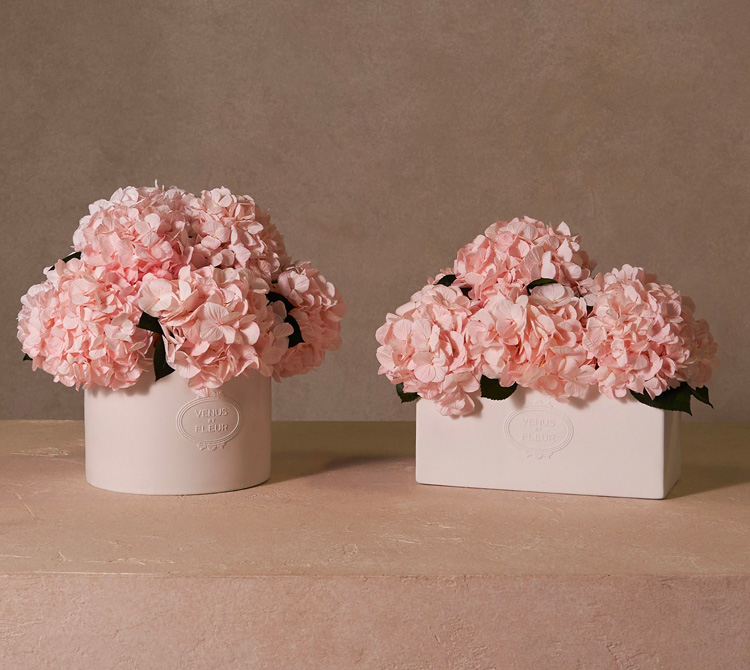 Eternity® Hydrangeas For Elegant Gifts and Home Décor - Venus et