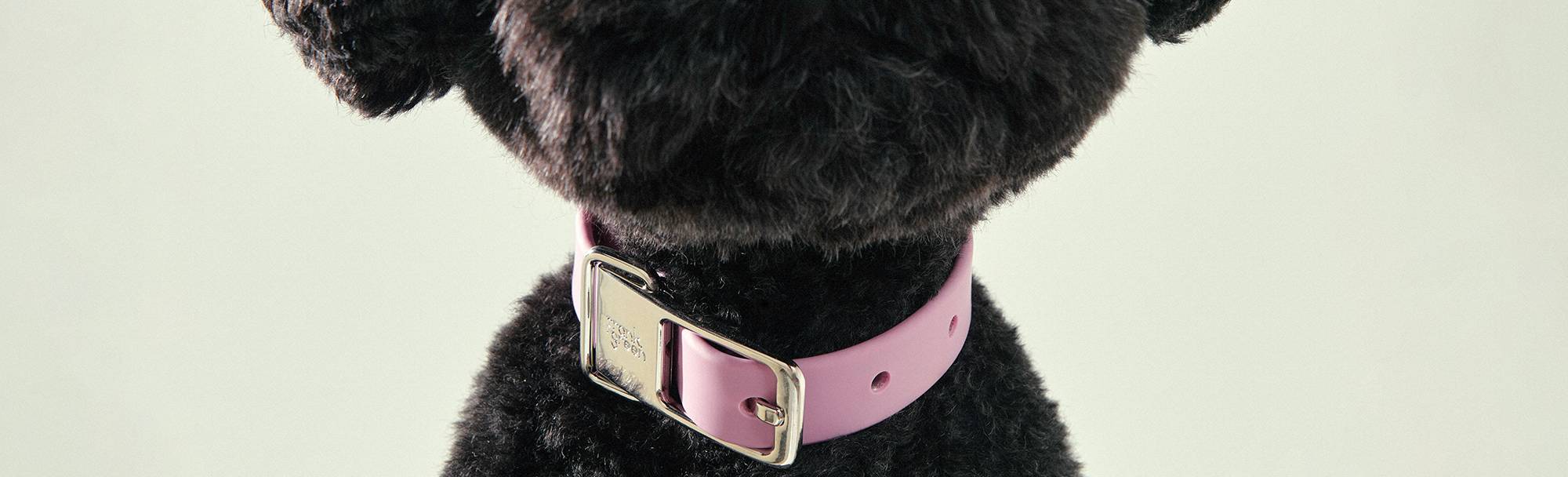 Pet Collars frank green NZ