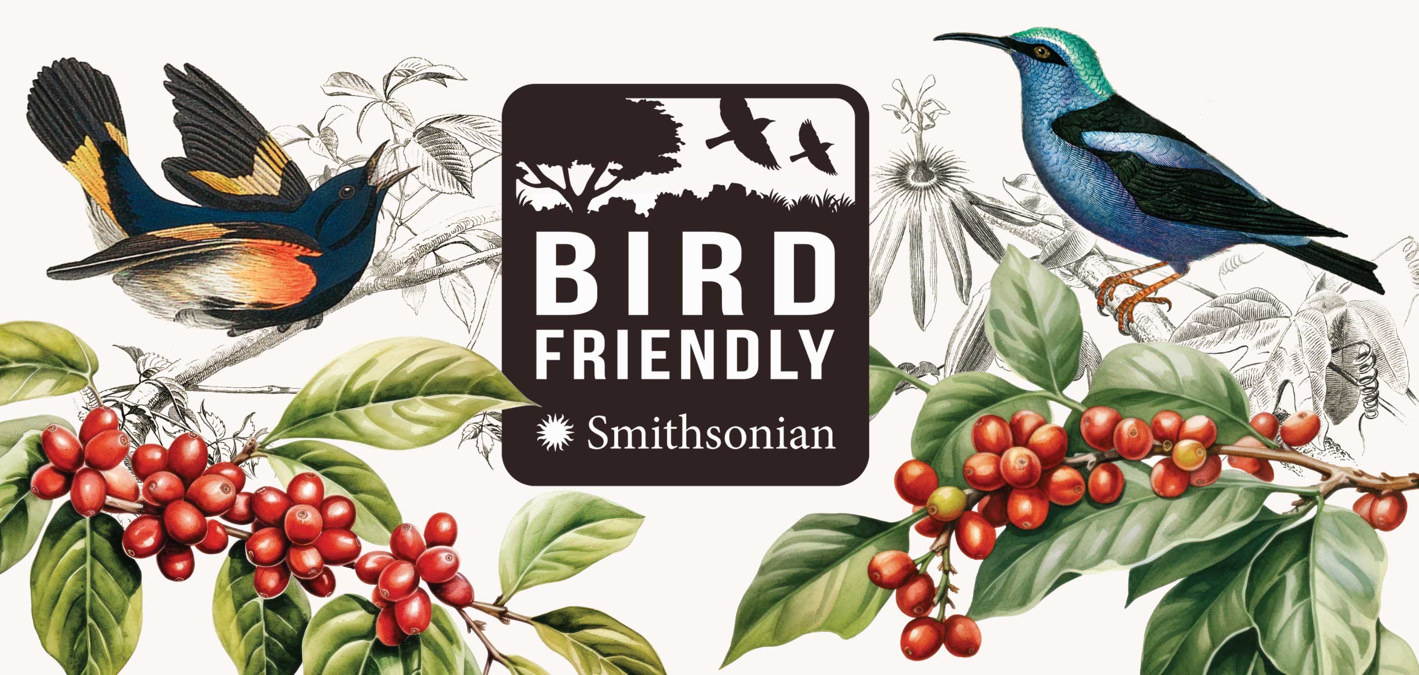 Bird Friendly Coffee Beans