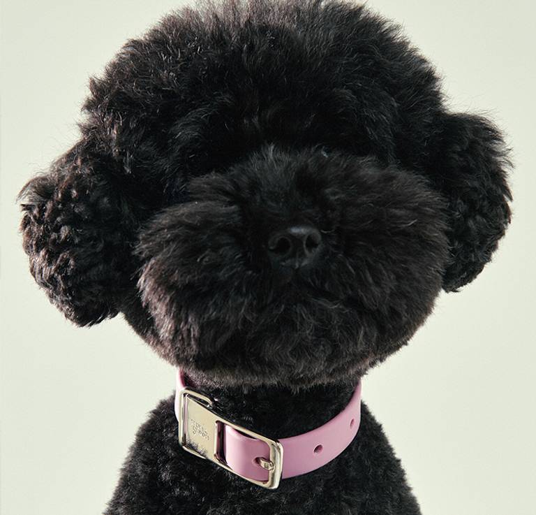 Personalised Pet Collars with Tags frank green Australia