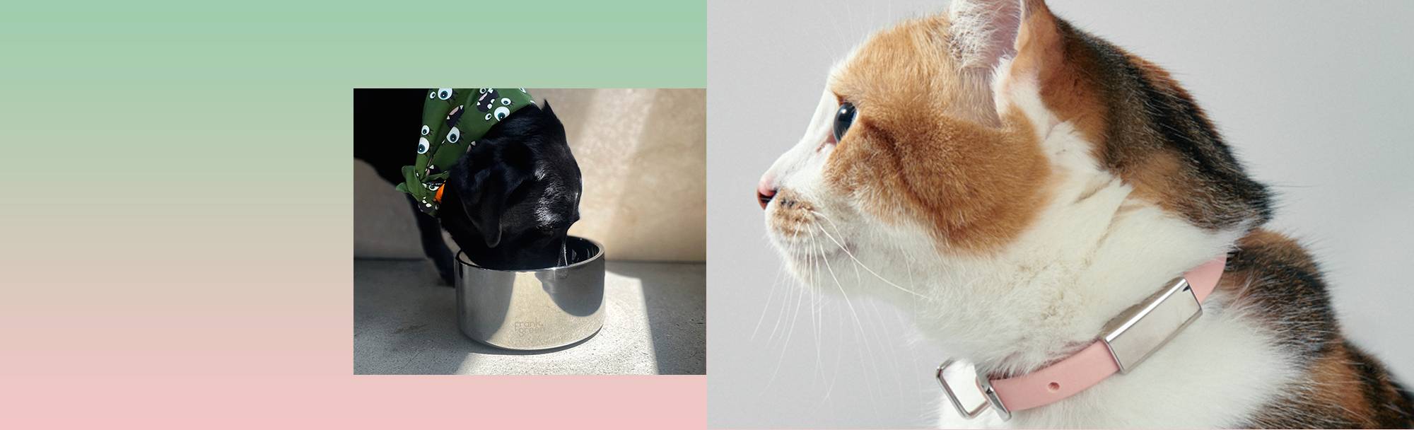 FurryFriends™ Air Tag Friendly Cat Collar – FurryFriendStore