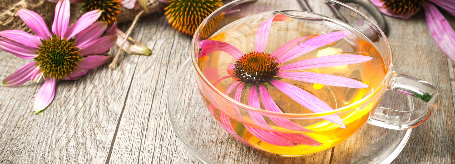 Echinacea Tea Tea Bags & Loose Leaf Tea Twinings