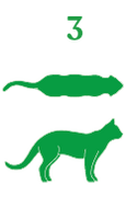 Wild Kangaroo Bites for Cats