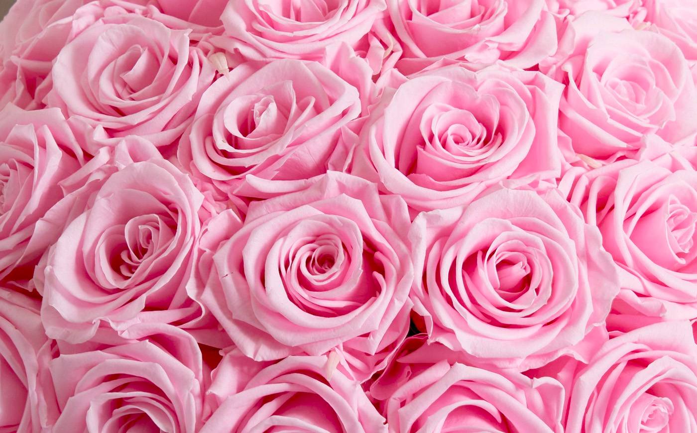 Pink Roses Not Fluffed Pink Preserved Roses & Flowers | Venus et Fleur