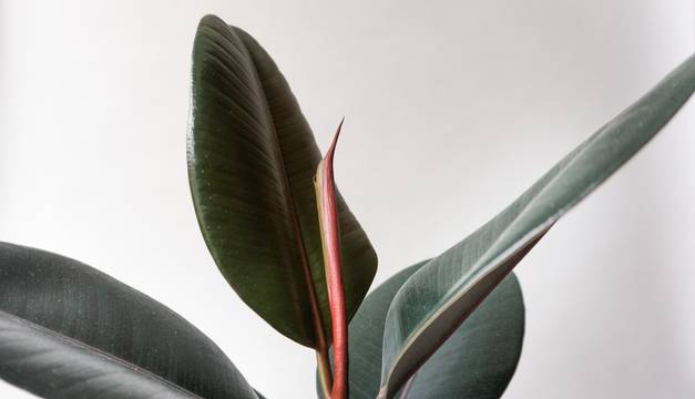 Rubber Tree - Ficus Elastica Burgundy - House Plant - Plant Proper