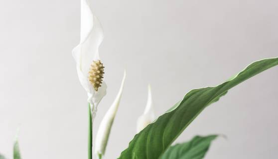 Peace Lily House Plants By Leaf Envy