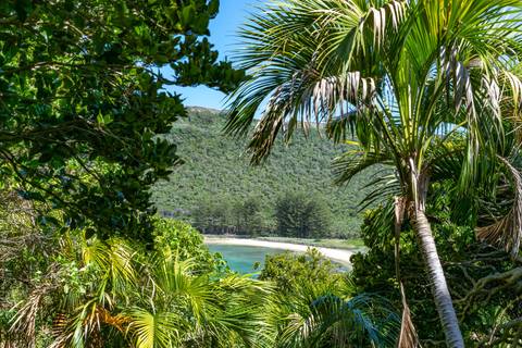 Lord Howe Island Australia Plant Bio Kentia Palm