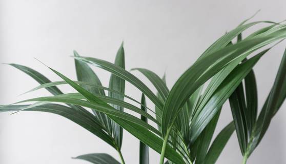Kentia Palm House Plants By Leaf Envy