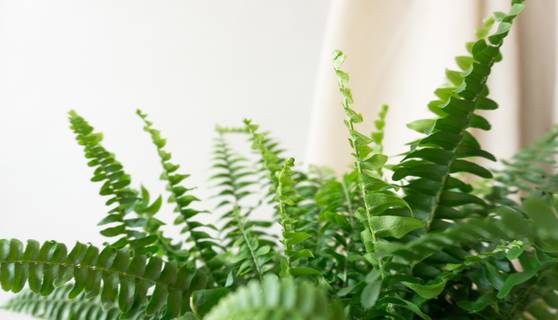 Boston Fern House Plants By Leaf Envy