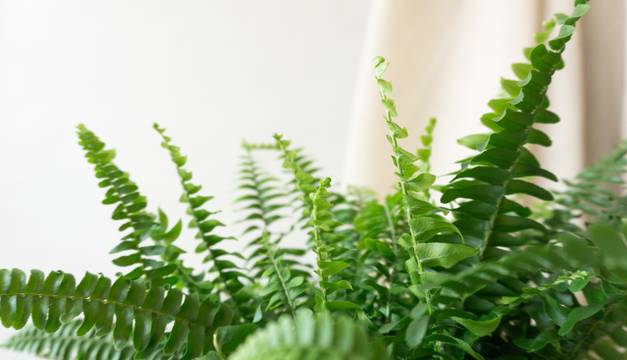 Boston Fern House Plants By Leaf Envy