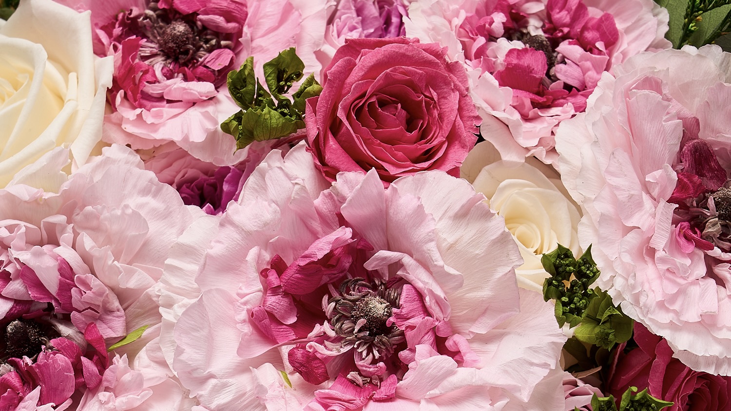 Eternity® Japanese Ranunculus | Long-Lasting Flowers | Venus et Fleur