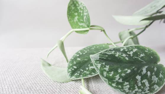Satin Pothos House Plants By Leaf Envy