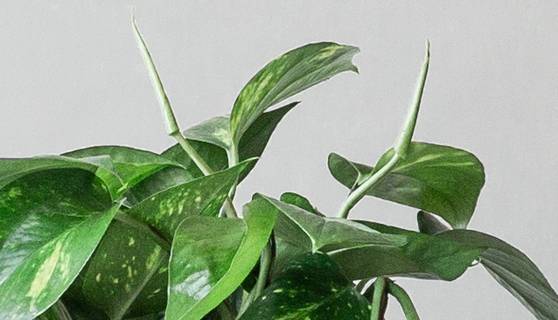 Golden Pothos Houseplants by Leaf Envy