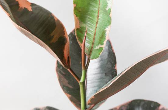Rubber Plant Belize by Leaf Env
