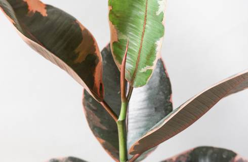 Rubber Plant Belize by Leaf Envy