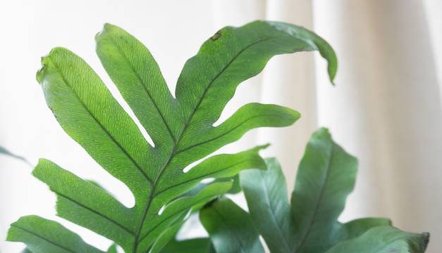 Blue Star Fern House Plants By Leaf Envy