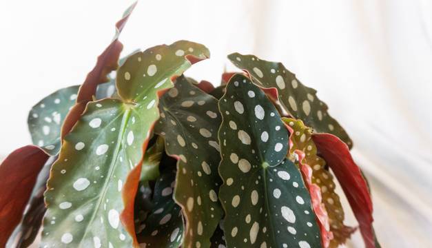 Polka Dot Begonia House Plants By Leaf Envy