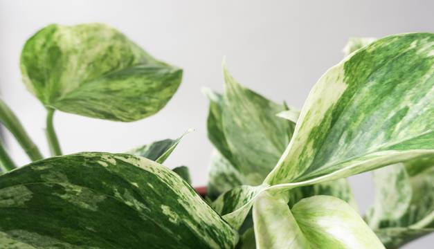 Marble Queen Pothos House Plants By Leaf Envy