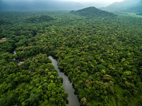 Latin American Rainforest Plant Bio Monkey Mask Monstera