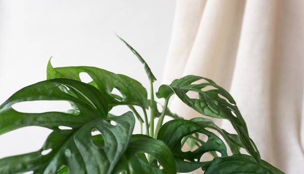 Monkey Mask Monstera House Plants By Leaf Envy