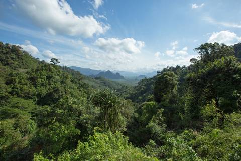 Southern Thailand Rain Forest Mini Monstera