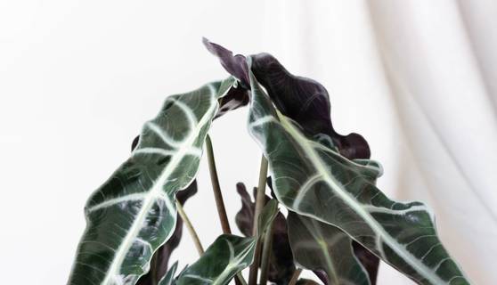 Alocasia Polly Indoor plants & houseplants for delivery by Leaf Envy