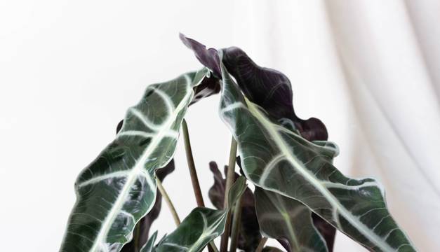 Alocasia Polly Indoor plants & houseplants for delivery by Leaf Envy