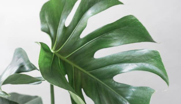 Monstera Deliciosa House Plants By Leaf Envy