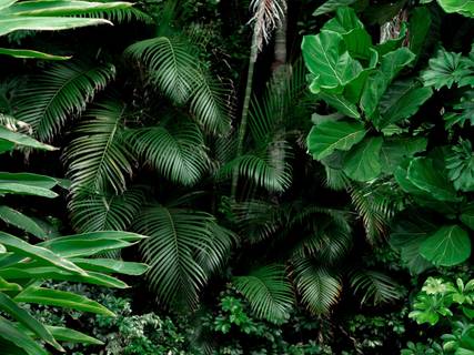 Western Africa Plant Bio Fiddle Leaf Fig