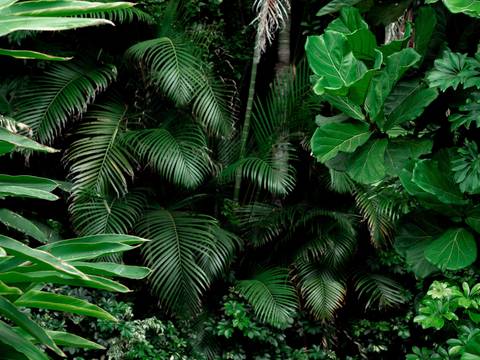 Western Africa Plant Bio Fiddle Leaf Fig