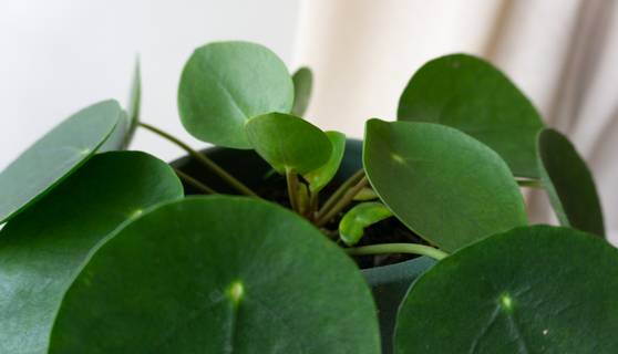 Chinese Money Plant Indoor Plants & Pots by Leaf Envy