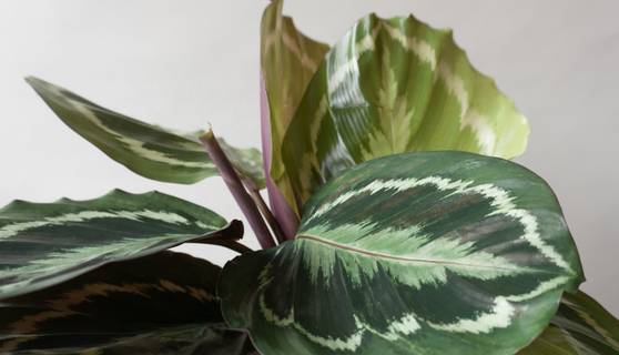 Calathea Medallion Houseplants By Leaf Envy