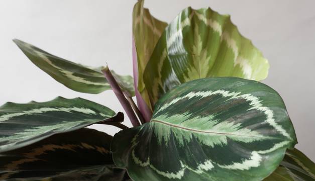 Calathea Medallion Houseplants By Leaf Envy