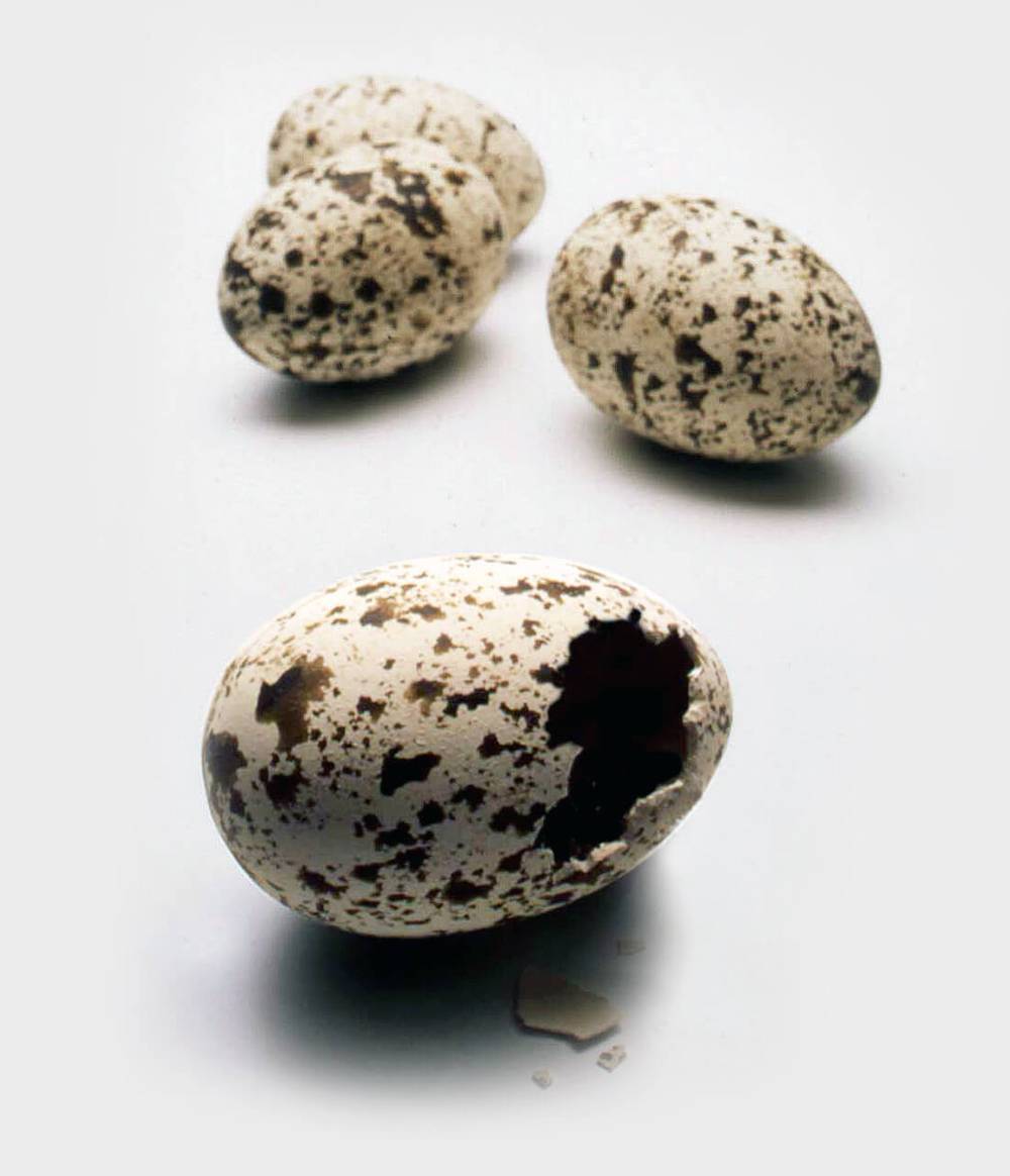 Four plaster eggs, one cracked open in brown and beige colours.