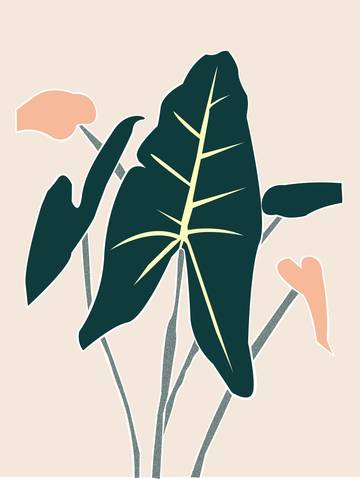 Plant care tips by Leaf Envy Alocasia Zebrina light, watering, humidity, fertiliser requirements