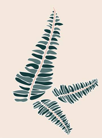 Plant care tips by Leaf Envy Boston Fern light, watering, humidity, fertiliser requirements