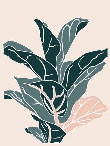 Plant care tips by Leaf Envy Fiddle Leaf Fig Light, watering, humidity, fertiliser requirements