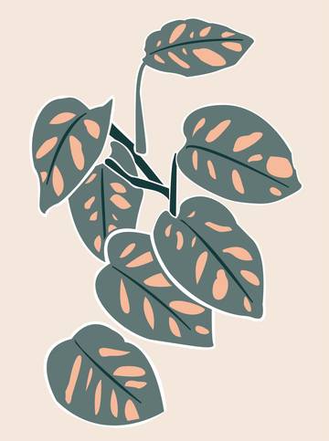 Indoor plant care tips by Leaf Envy Monkey Mask Monstera