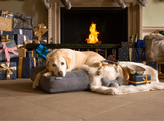 Discover The Christmas Grotto For Pets At Lords & Labradors